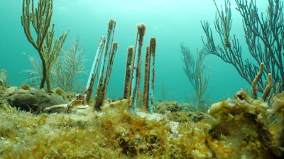 This July 26, 2023 image provided by phade® by WinCup, Inc., shows a 'Coral Fort,' made of biodegradable drinking straws that researchers are using to prevent laboratory-grown coral from becoming really expensive fish food, off the coast of Fort Lauderdale, Fla.