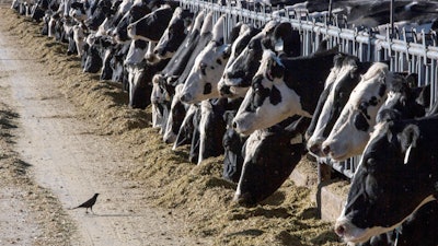 Dairy cattle on a farm near Vado, N.M., March 31, 2017.