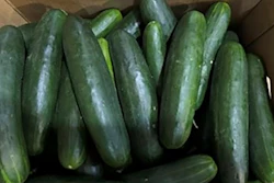This undated photo provided by the U.S. Food and Drug Administration shows cucumbers in Florida recalled for salmonella.