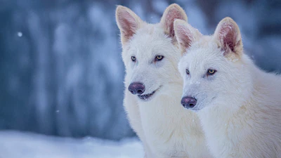 This undated photo provided by Colossal Biosciences shows Romulus and Remus, both 3-months old and genetically engineered with similarities to the extinct dire wolf.