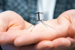 The Harvard RoboBee with crane fly-inspired legs.