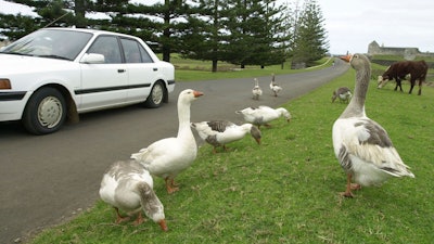 Geese and a cow graze on a roadside unaffected by a passing car near a former convict barracks on Norfolk Island, Australia, on Aug. 13, 2002.