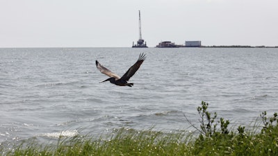 A pelican flies over new marsh grass in front of a state-initiated dredging project near East Grand Terre Island, where the Gulf of Mexico meets Barataria Bay along the Louisiana coast, Aug. 10, 2010.