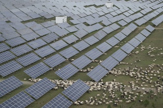 Tibetan sheep graze at a solar farm in Hainan prefecture of western China's Qinghai province on Tuesday, July 1, 2025.