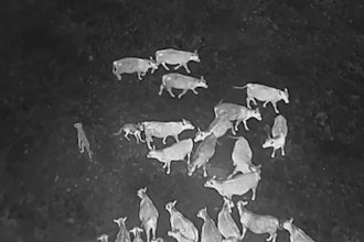 In this image taken from video released by the USDA, Gray wolves halt an attack on a cow at an undisclosed location along the Oregon/California border after a drone emits noises at them as part of efforts by the USDA to monitor predators at night and repel them from livestock by non-lethal means.