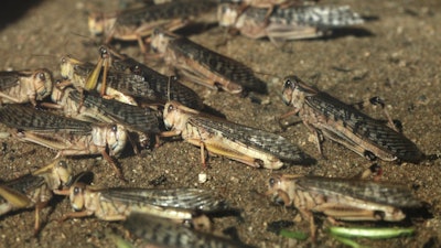 A group of brown grasshoppers.