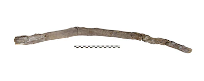 This undated image provided by Katerina Harvati shows a 430,000 year old wooden tool from Greece that was possibly used for digging.