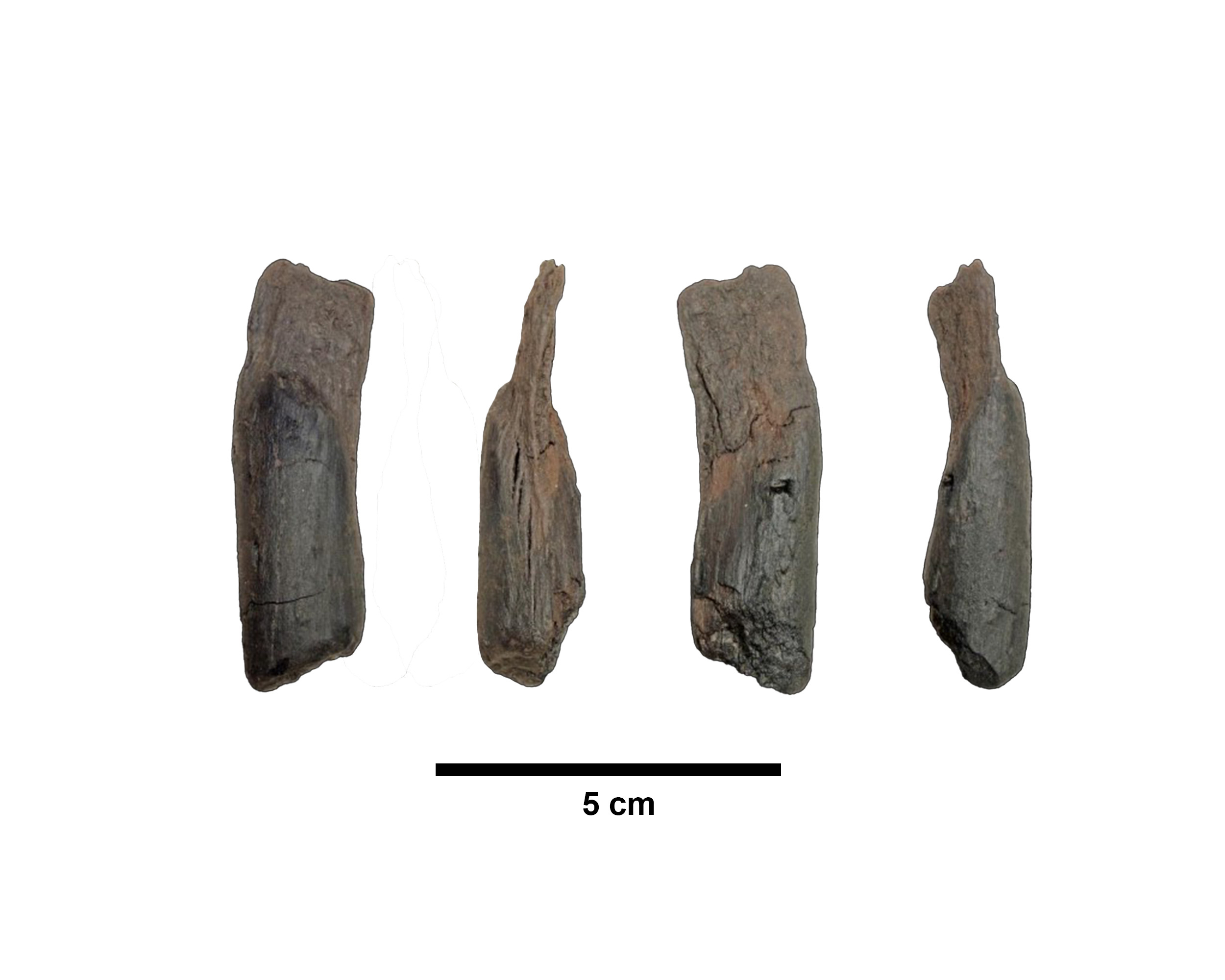 This undated image provided by Katerina Harvati shows various angles of a 430,000 year old wooden tool from Greece.