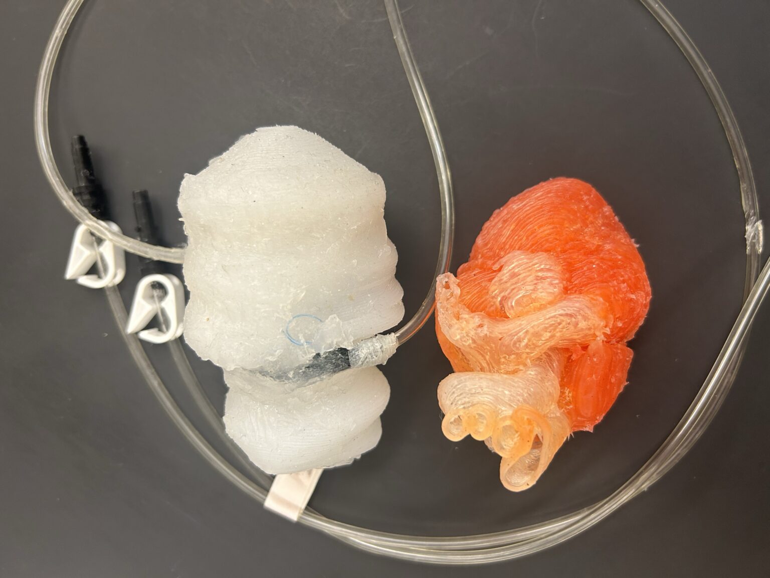 Two 3D-printed heart models. The white one replicates the left two heart chambers with a pneumatic actuator that makes it &ldquo;beat.&rdquo;
