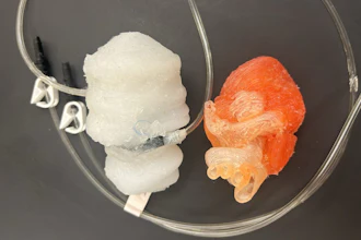 Two 3D-printed heart models. The white one replicates the left two heart chambers with a pneumatic actuator that makes it “beat.”