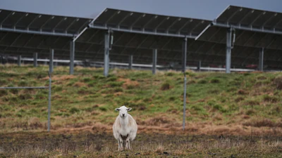 A sheep stands in front of solar panels on a farm in Lancaster, Ky., Jan. 14, 2026.