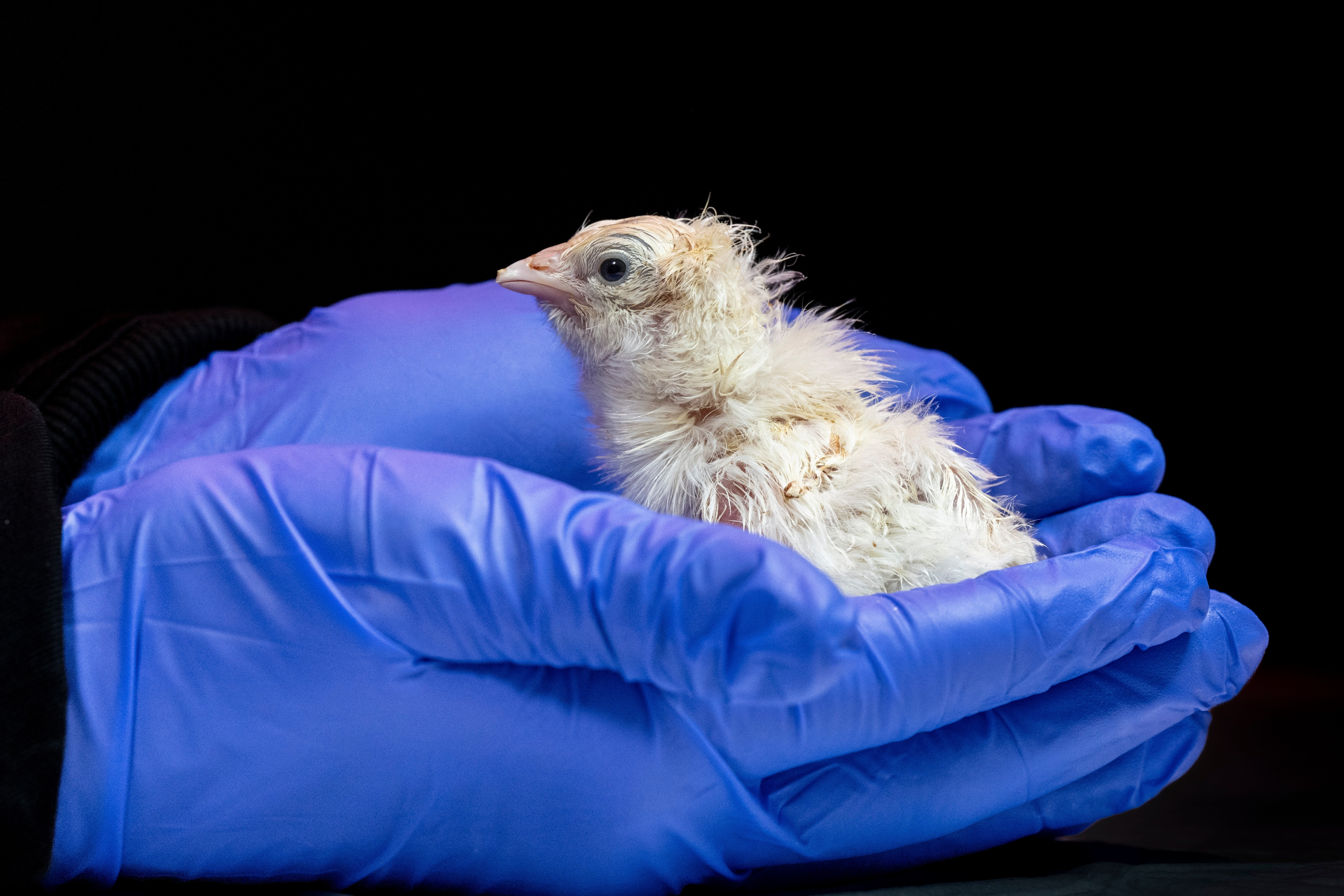 This undated photo provided by Colossal Biosciences shows a chick hatched from an artificial environment.