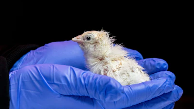 This undated photo provided by Colossal Biosciences shows a chick hatched from an artificial environment.
