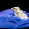 This undated photo provided by Colossal Biosciences shows a chick hatched from an artificial environment.