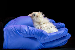 This undated photo provided by Colossal Biosciences shows a chick hatched from an artificial environment.