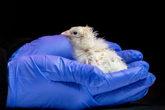 This undated photo provided by Colossal Biosciences shows a chick hatched from an artificial environment.