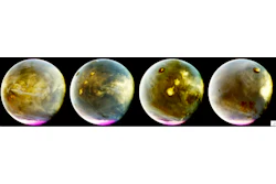 This image provided by NASA shows four-in-one photos of Mars taken by NASA's Maven spacecraft that's been orbiting the red planet since 2014? Maven is no more, NASA just declared it dead.