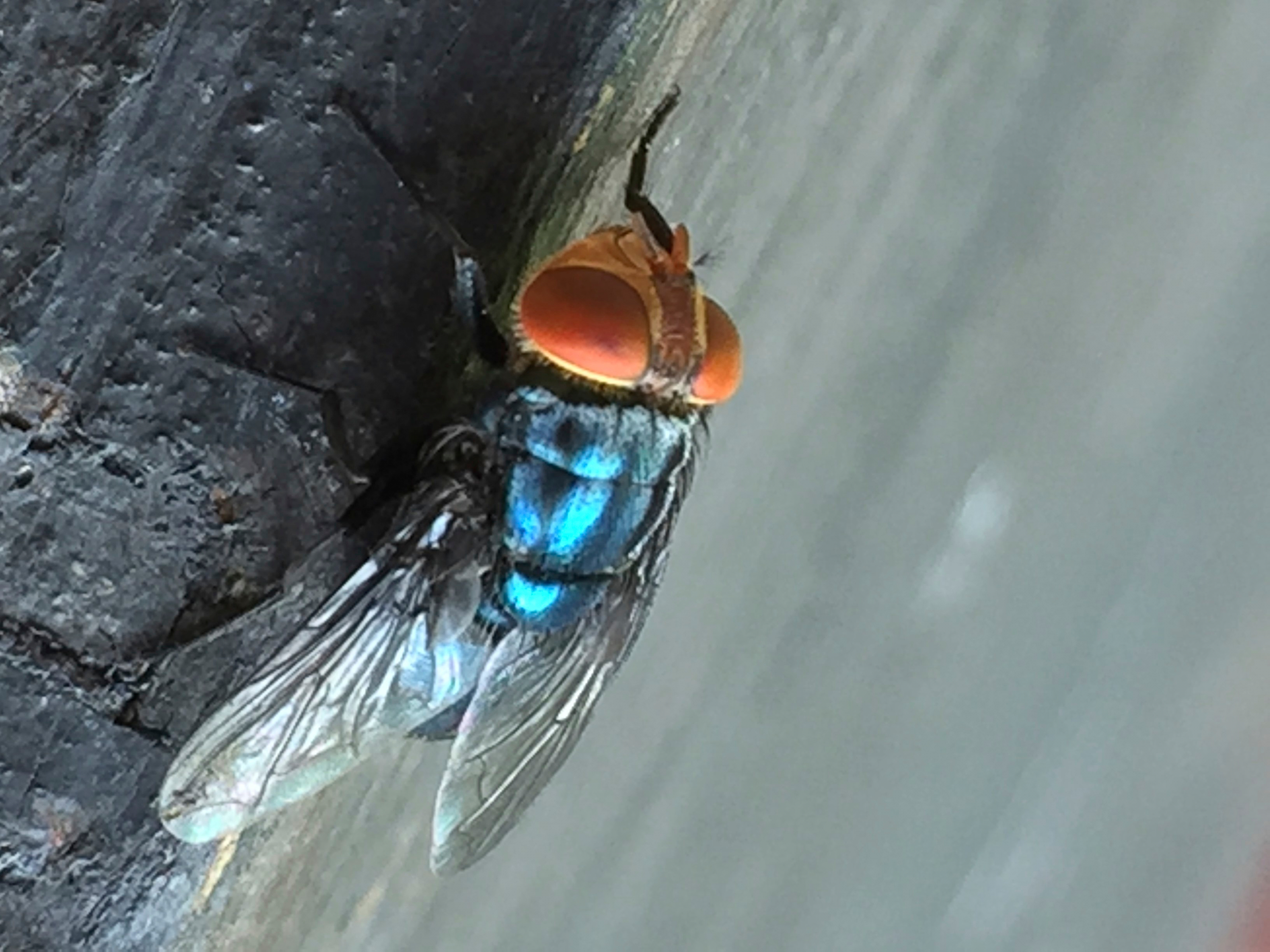 Undated photo of an adult New World screwworm fly.