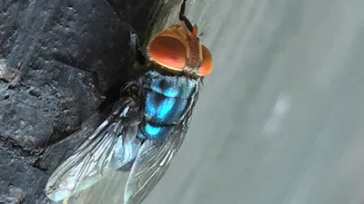Undated photo of an adult New World screwworm fly.