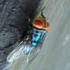 Undated photo of an adult New World screwworm fly.