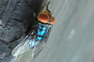 Undated photo of an adult New World screwworm fly.