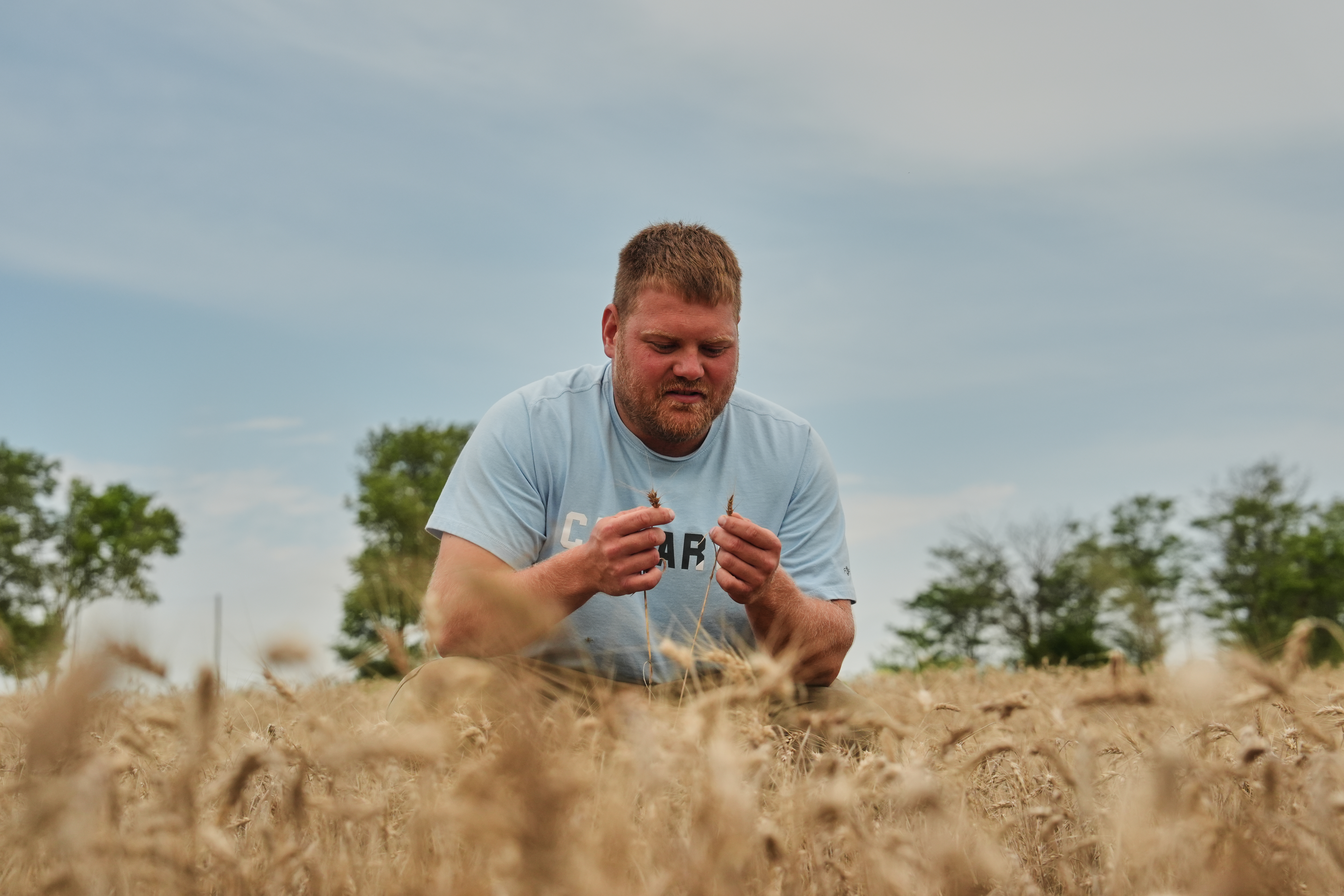 Bryce Black inspects strands of wheat at his farm in Beloit, Kan., July 29, 2026.