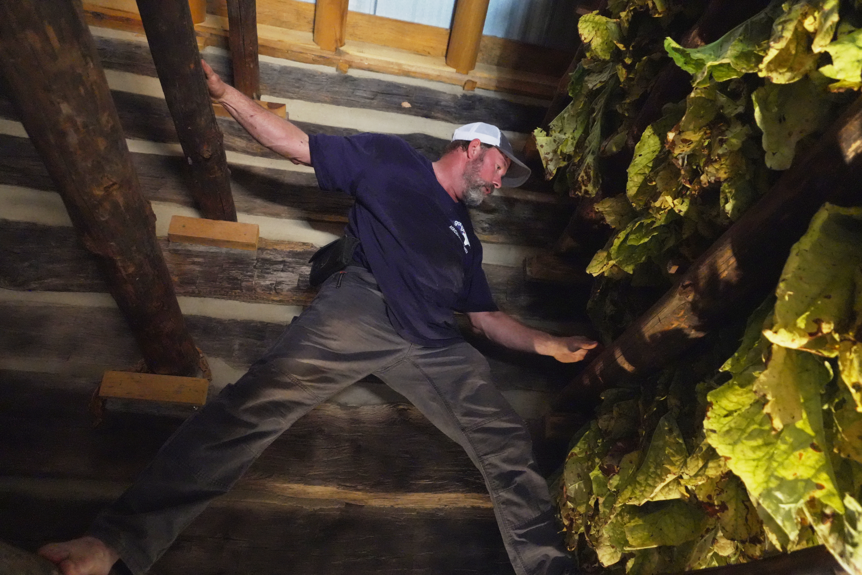 Person examining moss-covered wooden structure in rustic indoor setting with exposed beams